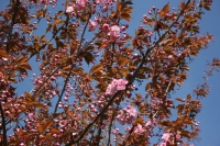 k-IMG_5288.JPG