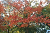 k-IMG_0227.JPG