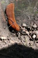 k-IMG_9552.JPG