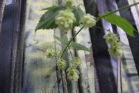 k-IMG_9939.JPG