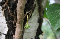k-IMG_3599.JPG