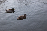 k-IMG_6637.JPG