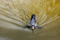 k-IMG_2112_3.jpg